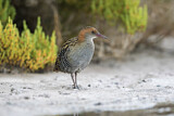 Image. Lewin's Rail