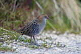 Image. Lewin's Rail