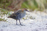 Image. Lewin's Rail