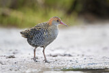 Image. Lewin's Rail