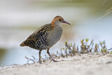 Image. Lewin's Rail