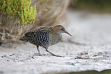 Image. Lewin's Rail