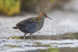 Image. Lewin's Rail