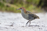 Image. Lewin's Rail
