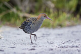 Image. Lewin's Rail
