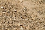 Image. Lichtenstein's Sandgrouse