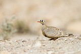 Image. Lichtenstein's Sandgrouse