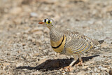 Image. Lichtenstein's Sandgrouse