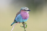 Image. Lilac-breasted Roller