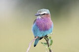 Image. Lilac-breasted Roller
