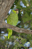 Image. Lilac-crowned Amazon