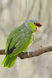 Image. Lilac-crowned Amazon