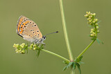 Image. Lilagold-Feuerfalter
