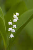 Image. Lily of the Valley