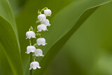 Image. Lily of the Valley