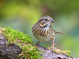 Image. Lincoln's Sparrow
