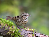 Image. Lincoln's Sparrow