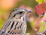 Image. Lincoln's Sparrow