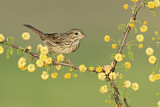 Image. Lincoln's Sparrow