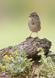 Image. Lincoln's Sparrow