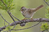 Image. Lincoln's Sparrow