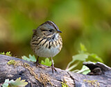 Image. Lincoln's Sparrow