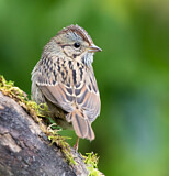 Image. Lincoln's Sparrow
