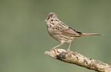 Image. Lincoln's Sparrow