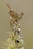 Image. Lincoln's Sparrow