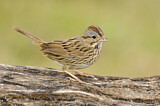 Image. Lincoln's Sparrow