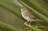 Image. Lincoln's Sparrow