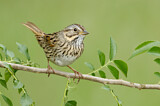 Image. Lincoln's Sparrow