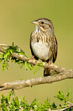 Image. Lincoln's Sparrow