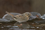 Image. Lincoln's Sparrow