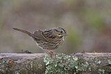 Image. Lincoln's Sparrow