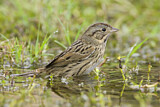 Image. Lincoln's Sparrow