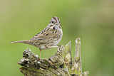 Image. Lincoln's Sparrow
