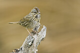 Image. Lincoln's Sparrow