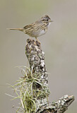 Image. Lincoln's Sparrow