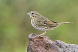 Image. Lincoln's Sparrow