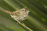 Image. Lincoln's Sparrow