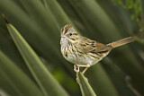 Image. Lincoln's Sparrow