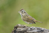 Image. Lincoln's Sparrow