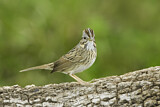 Image. Lincoln's Sparrow