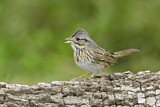 Image. Lincoln's Sparrow