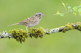 Image. Lincoln's Sparrow