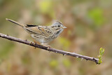Image. Lincoln's Sparrow