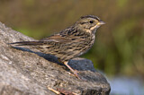 Image. Lincoln's Sparrow