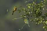 Image. Little Bee-eater