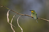 Image. Little Bee-eater